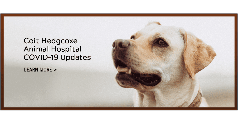 Coit Hedgcoxe Animal Hospital COVID-19 Updates. Learn More.