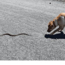 Brown dog near a snake