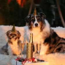Two dogs with wine glass and bottle with head party hats