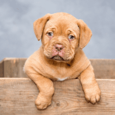 Golden labrador puppy inside a wooden crate