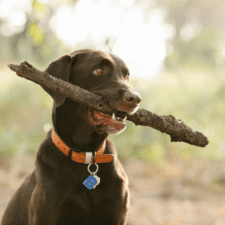 Brown adult dog biting a stick between its teeth