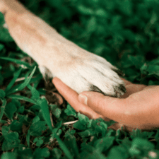 Dog paw on top of a human hand with grass on background
