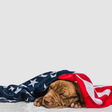 Brown dog sleeping with American flag as blanket