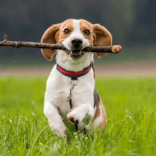 Snoopy dog running in the grassy ground biting on a stick