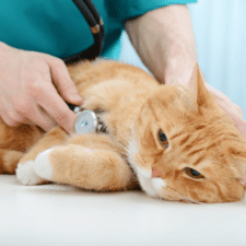 Ginger cat getting a checkup