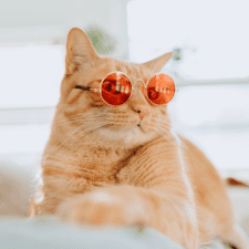 Ginger cat with orange sunglasses