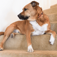 Old yeller dog in the stairs