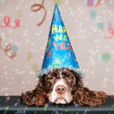 Brown furry dog with a blue party hat