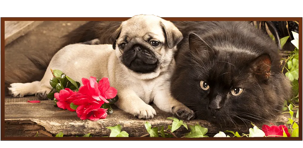A puppy laying down beside a black fluppy cat.