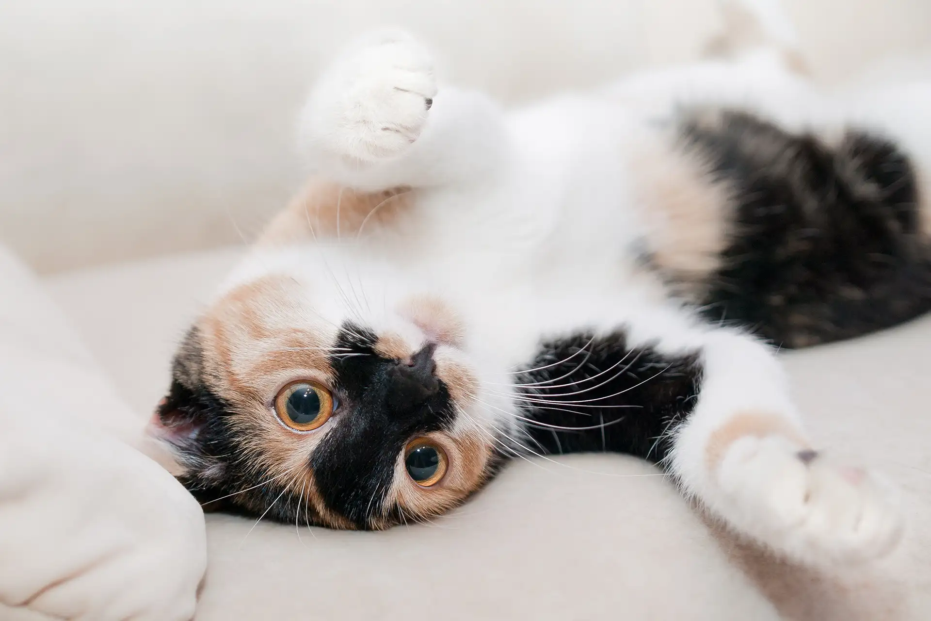 Cute calico cat on a sofa
