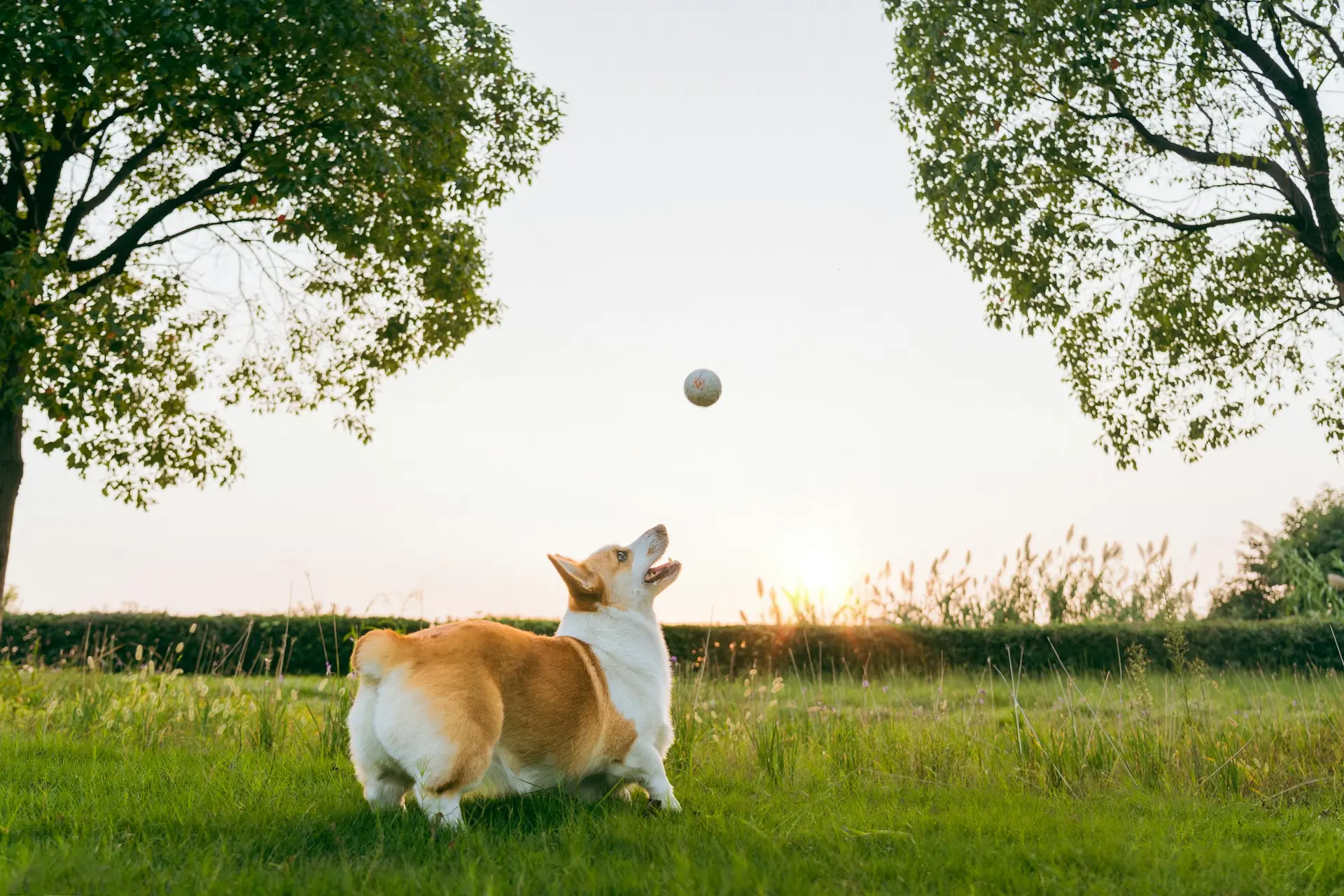 A Corgi is looking up at a ball floating in the air in a grassy field.