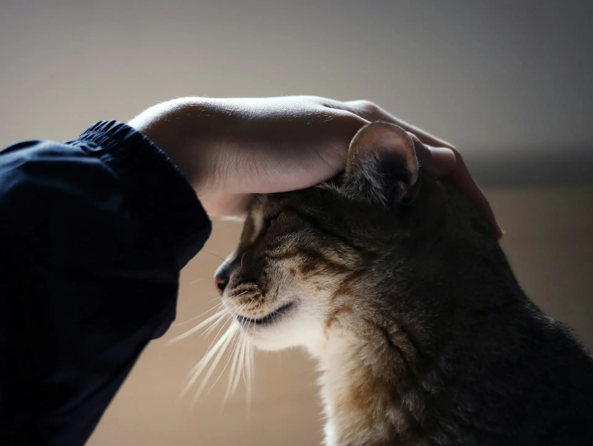 A person's hand is gently petting the head of a tabby cat with its eyes closed.