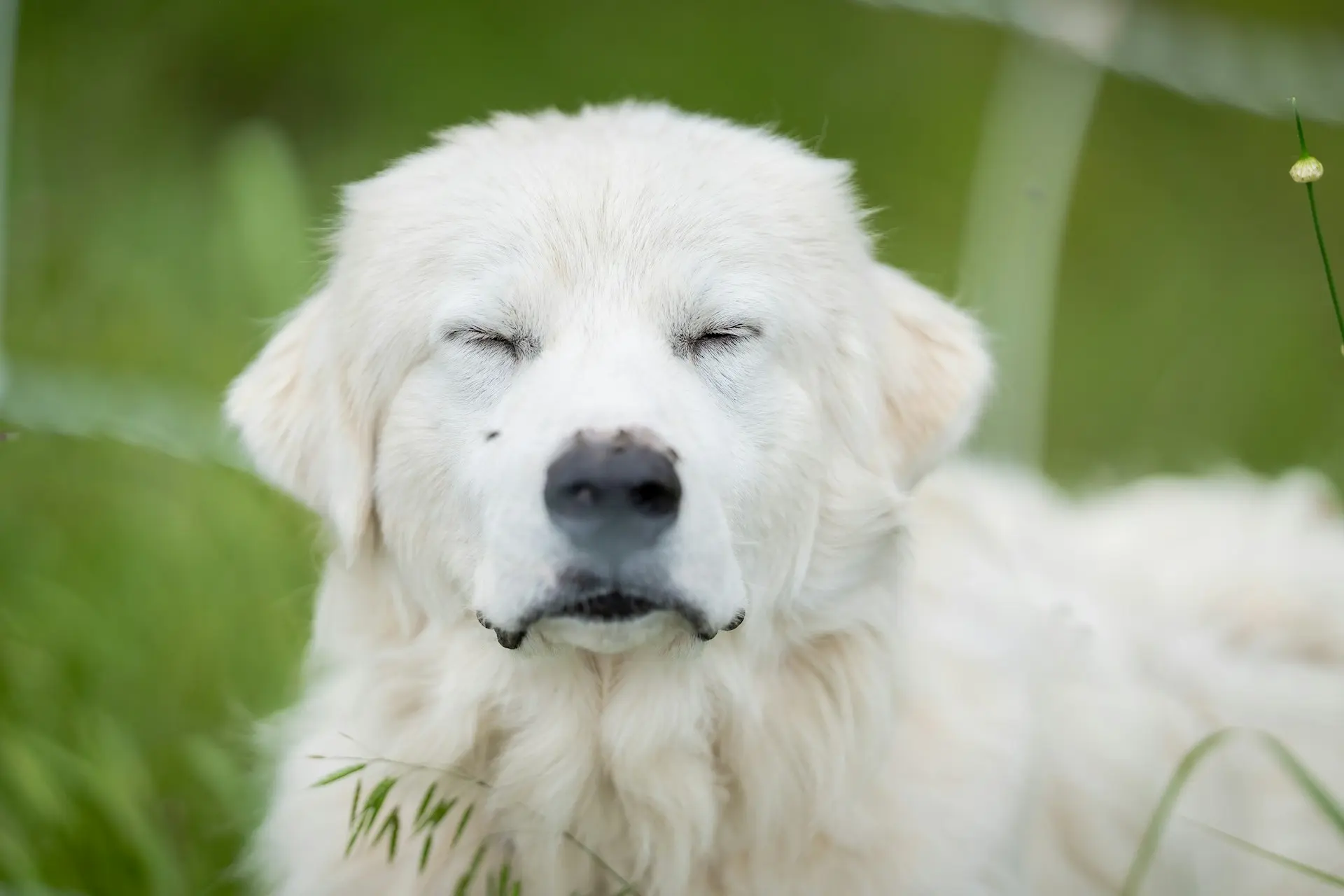 A white Great Pyrenees dog on green grass with its eyes closed.