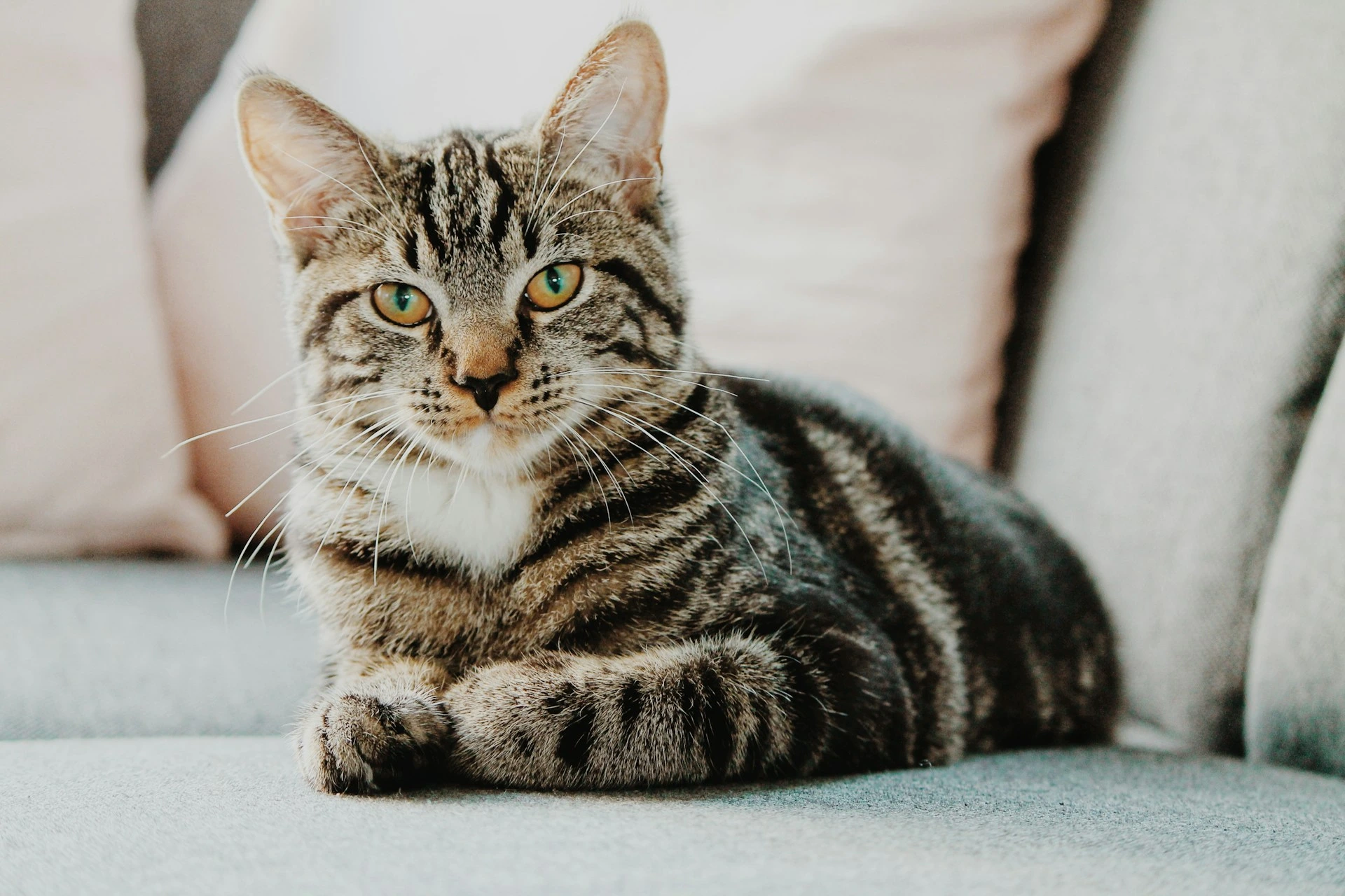 A brown tabby cat with green eyes is lying on a grey sofa.
