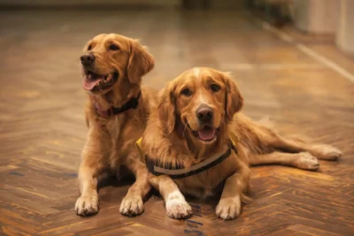 Two Golden Retrievers are lying on a wooden floor.