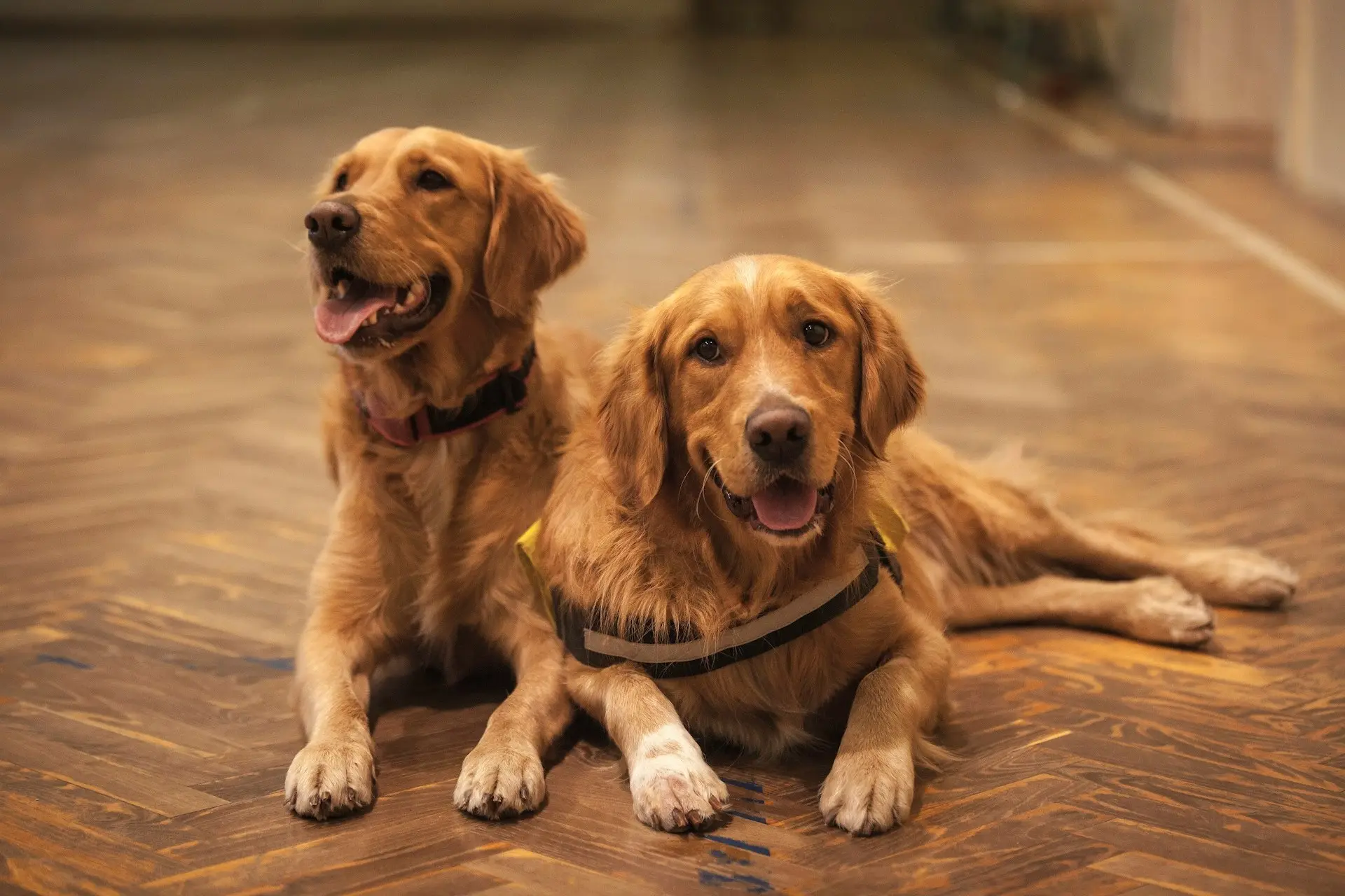 Two Golden Retrievers are lying on a wooden floor.