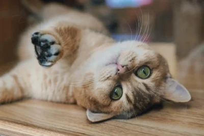 A golden-brown cat is lying on its back on a wooden floor.