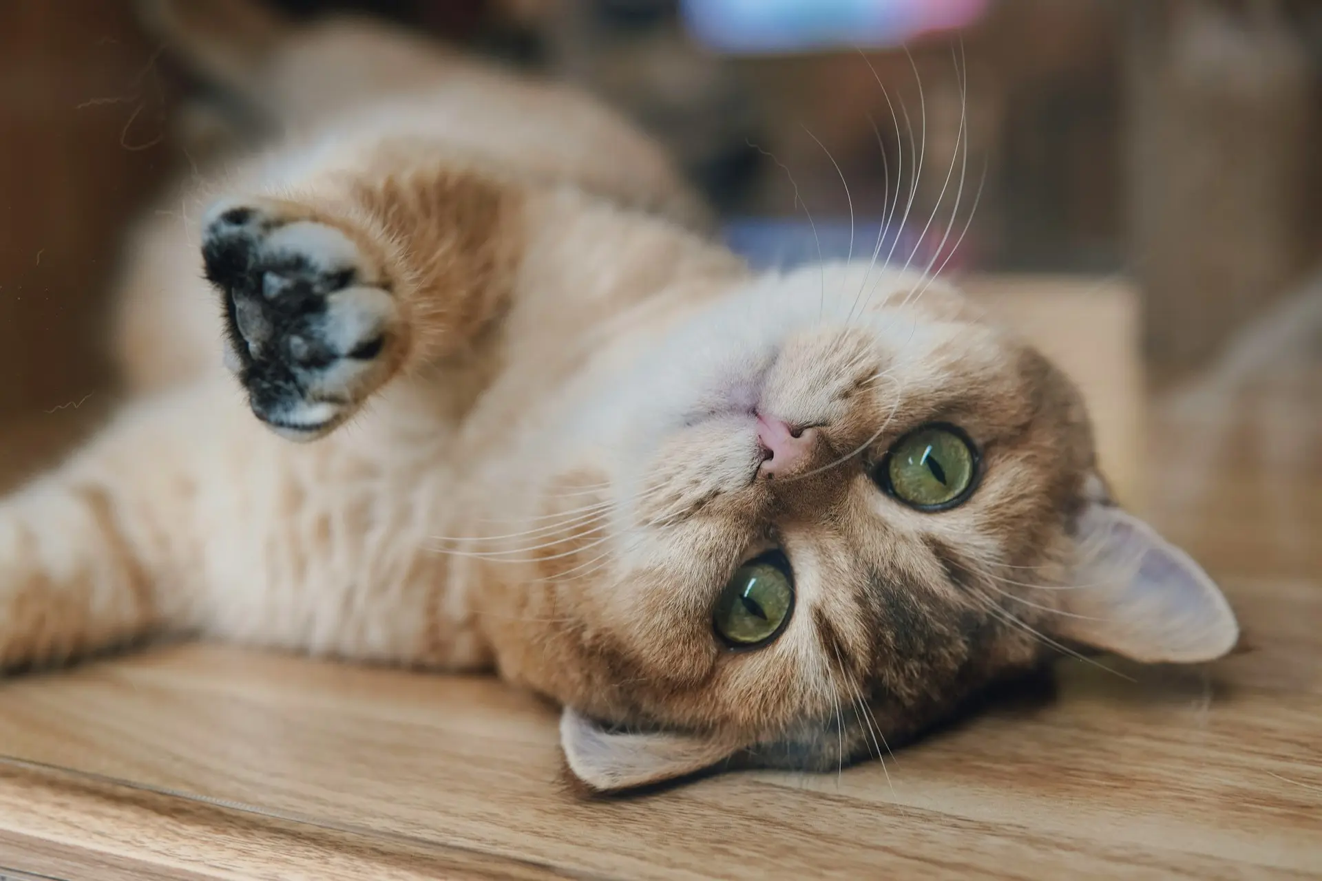 A golden-brown cat is lying on its back on a wooden floor.