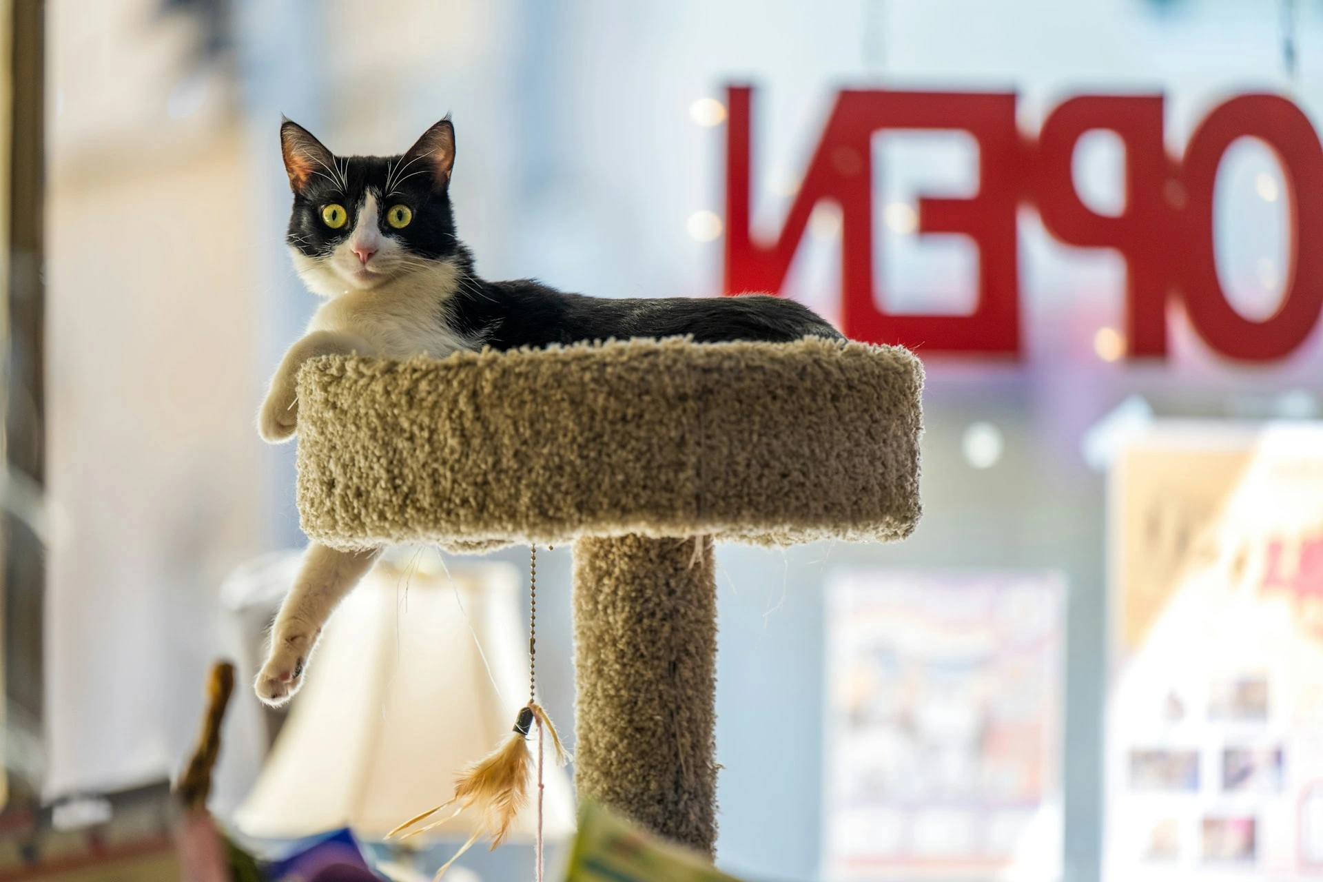 A tuxedo cat is lounging on a cat tree in a window, with a large, blurry red "OPEN" sign visible behind it.