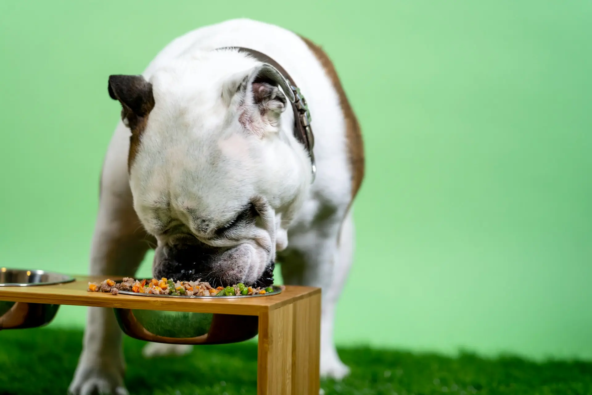A English Bulldog is eating from a raised bowl on a wooden stand against a lime green background.
