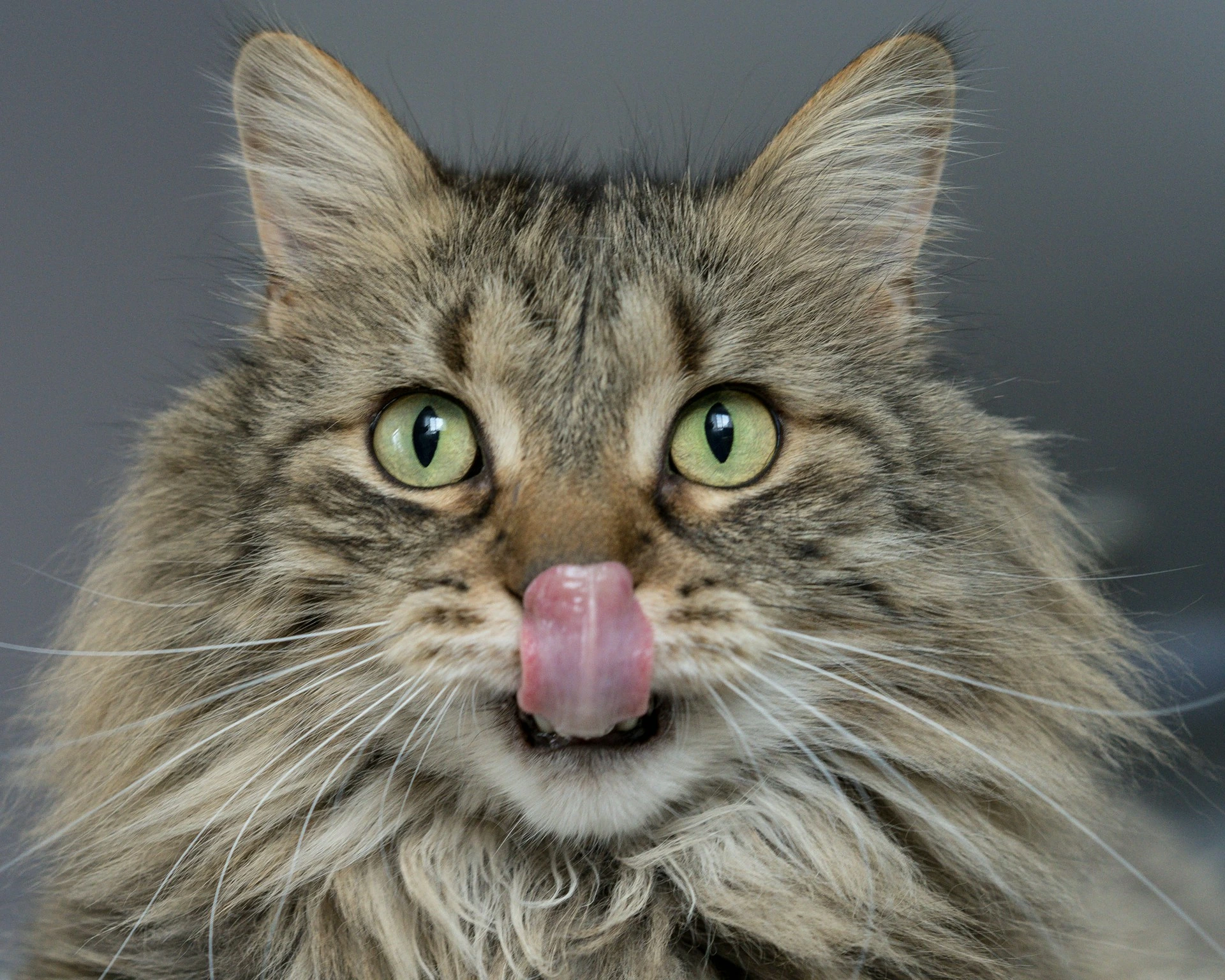 A close-up, head-on shot of a fluffy brown tabby cat with bright green eyes licking its nose.
