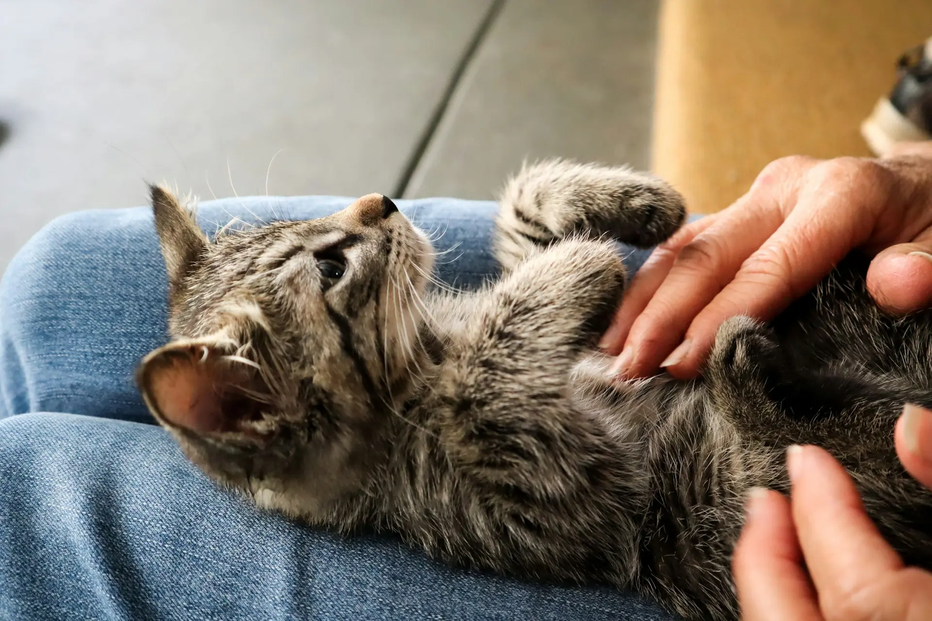 A person's hands are gently petting a small tabby kitten lying on the person's lap.