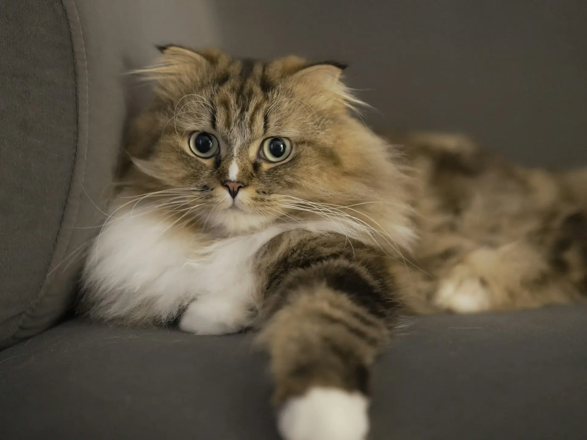 A tabby cat with wide eyes is lying on a grey couch.